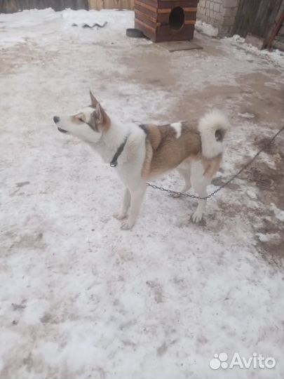 Лайка зсл кабель