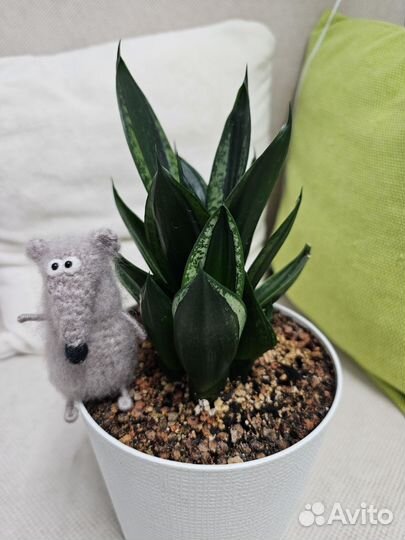 Бронь Сансевиерия лупс прайд