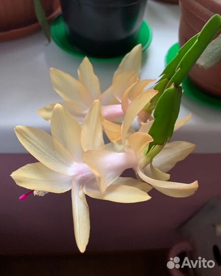 Декабристы разных расцветок