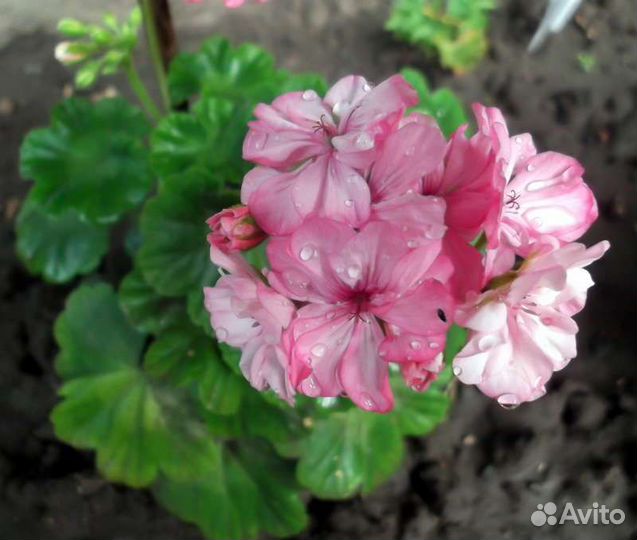Пеларгонии сортовые