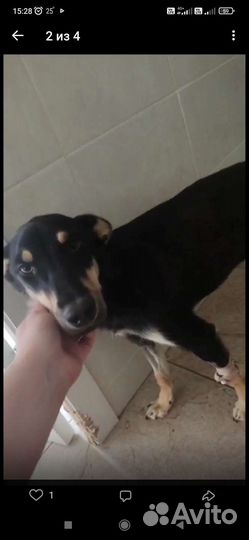 Собака в добрые руки