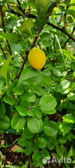 Айва японская хеномелес