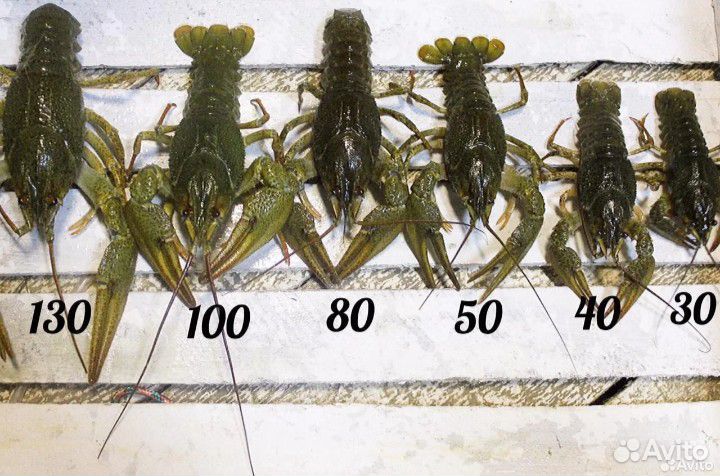 Раки живые и вареные с доставкой