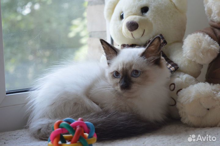 Малышка Хильда