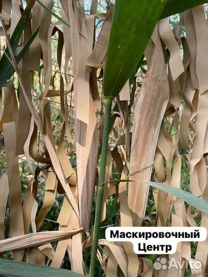 Маскировочная сеть Охота сухой Тростник (без лыка)