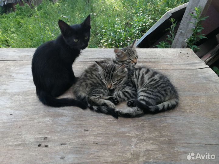 Кошки в добрые руки