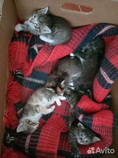Отдам в добрые руки котят. Возраст 1 месяц