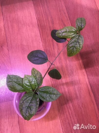 Клеродендрум томпсон