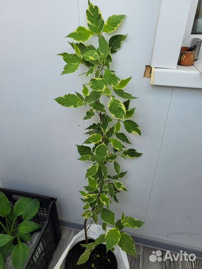 Дерен белый пестролистный