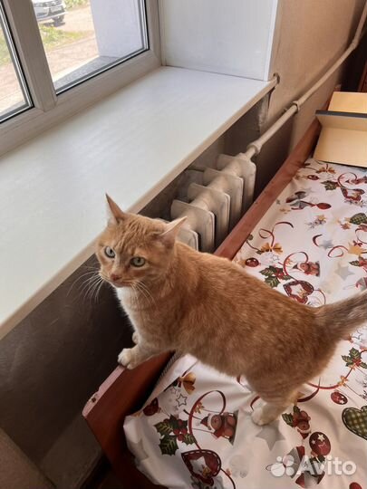 Отдам кота в добрые руки