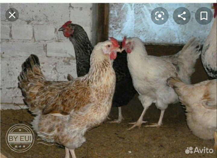 Инкубационное яйцо юрловские куры