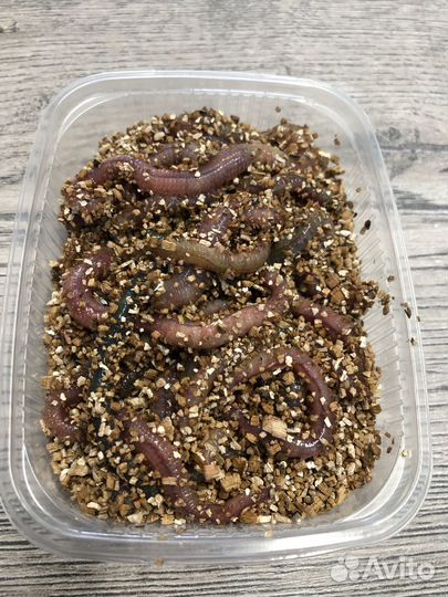 Морской червь нереис крым