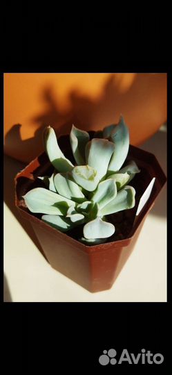 Эхеверия триллер перл