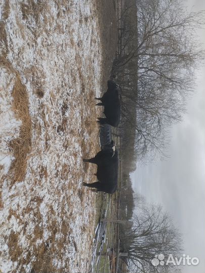 Продам быков, возраст 1.7