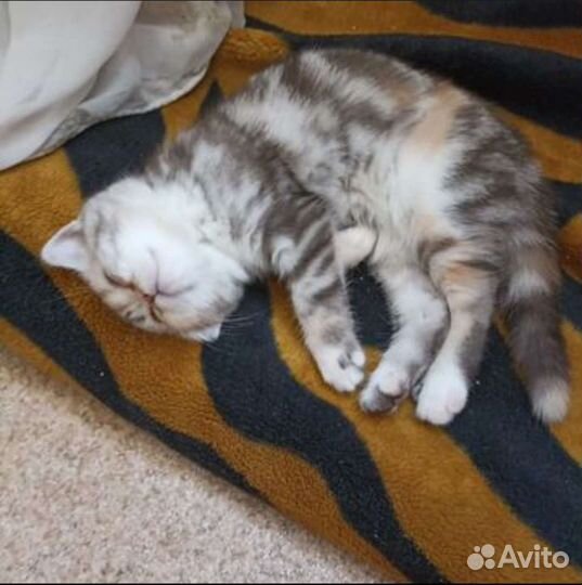 Шотландская кошка