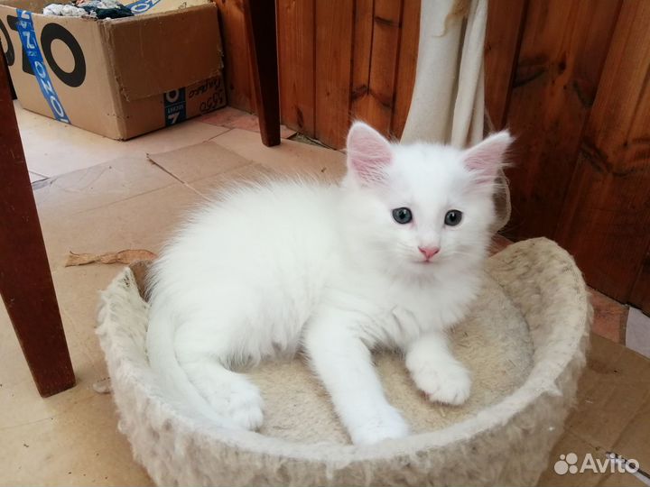 Белый пушок