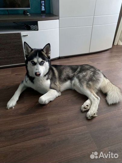 Вязка Хаски