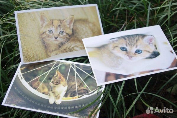 Открытки фото с котами