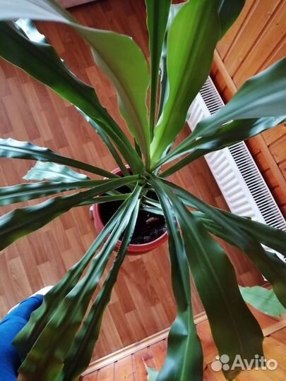 Пальма драцена