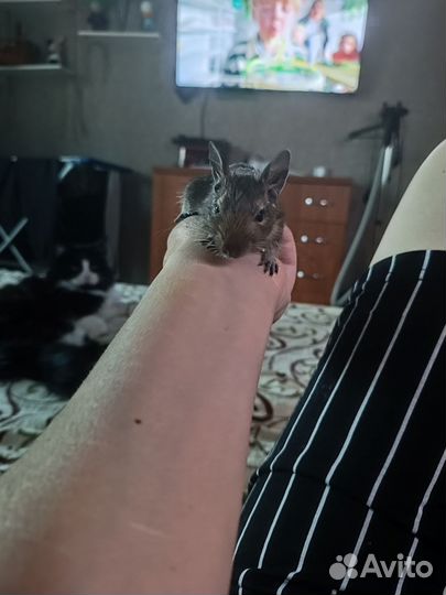 Чилийские белки дегу