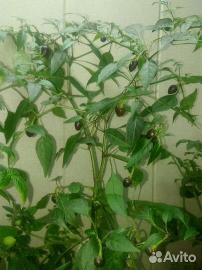 Рассада острых и сверхострых перцев для дома