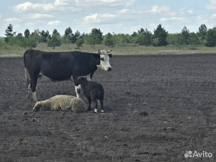 Продам корову на мясо