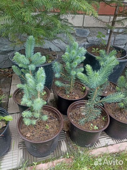 Хвойные растения