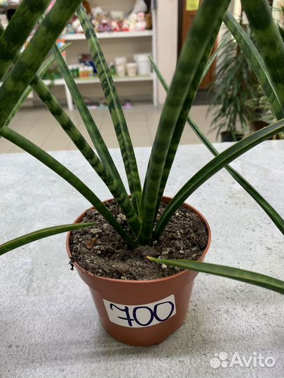 Сансевиерия