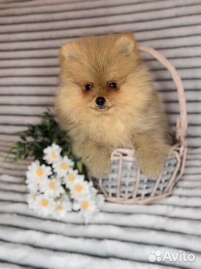 Померанский шпиц