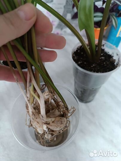 Дримиопсис