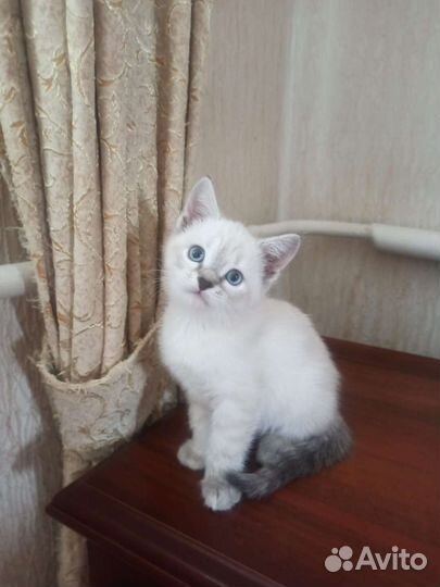 Кошечка Эвелина