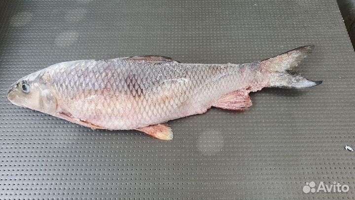 Красноперка