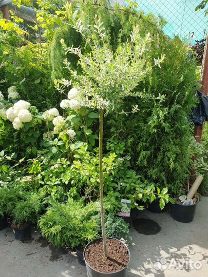 Ива хакура нишики