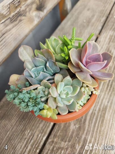 Садик из суккулентов
