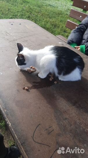 Котёнок ищет дом