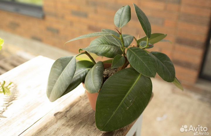 Фикусы разные