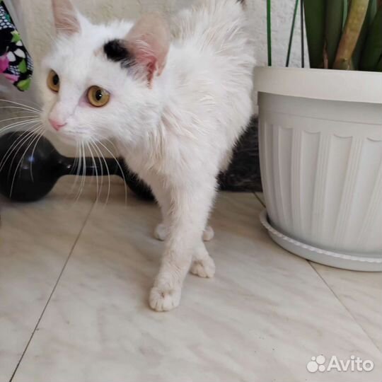 Кошечка в добрые руки