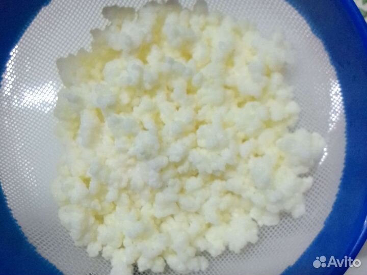 Тибетский молочный гриб