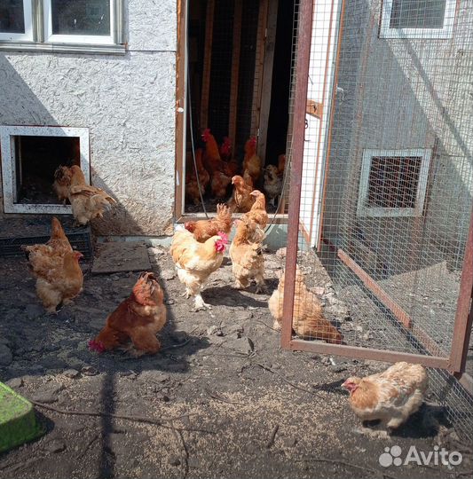 Куры, петушки