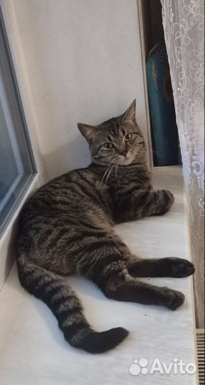 Ласковый кот в добрые руки