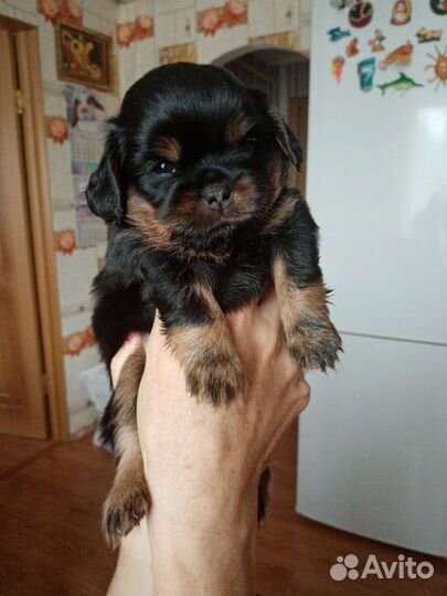 Щенки пекинеса