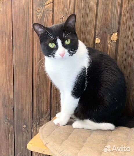 Зеленоглазая кисуля в добрые руки