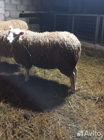 Баранчик Тексель голландский