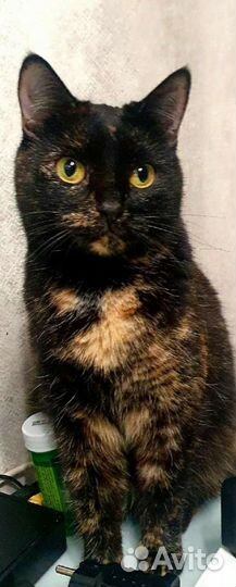 Кошка в дар