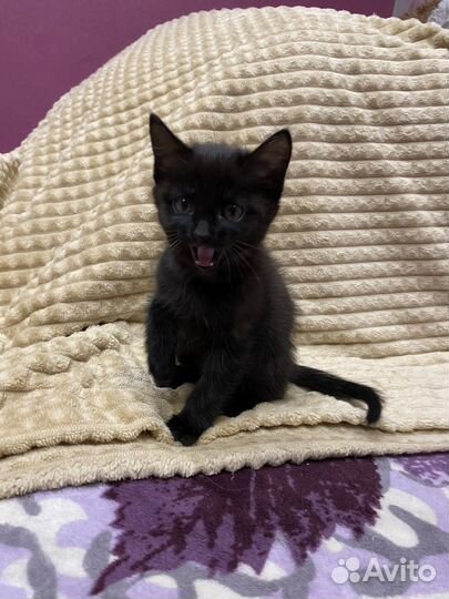 Котенок в добрые руки