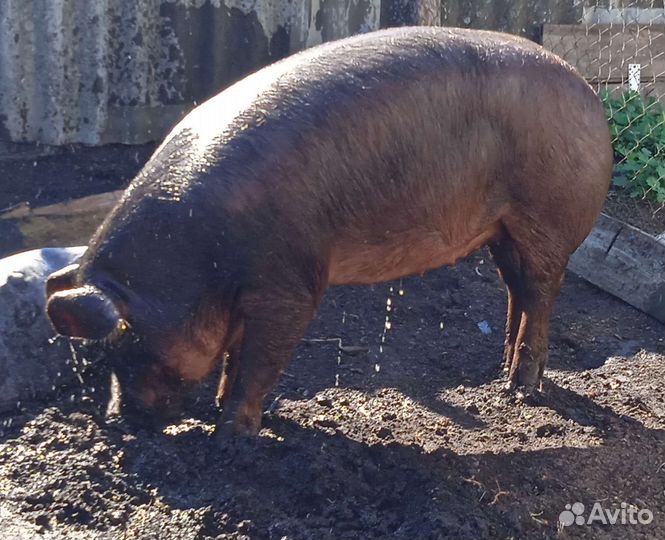 Свиноматка дюрок