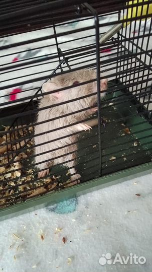 Клетка для мелких грузунов
