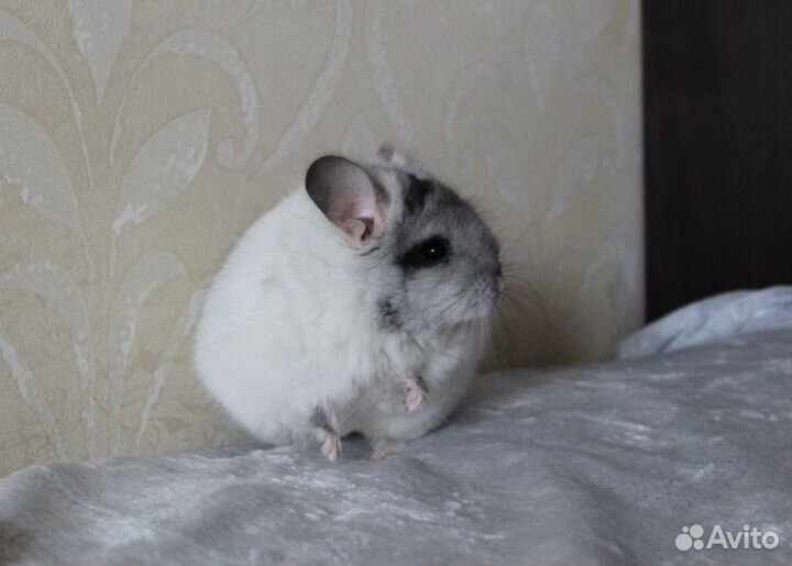 Шиншилла мальчик Белая Бархатная Ангора