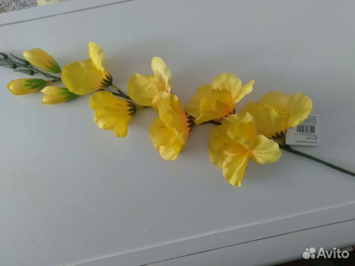 Гладиолус длина 80 см