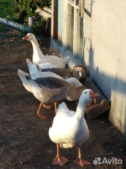 Продам семью гусей